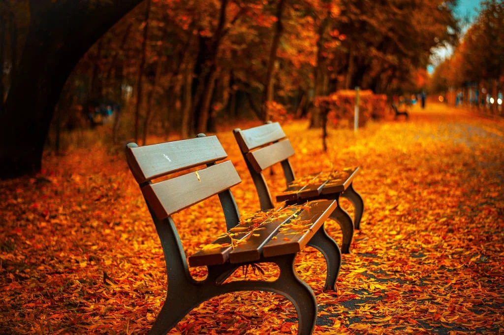 Kurzgenuss in Velden 2026 Zwei Parkbänke unter herbstlich gefärbten Bäumen, bedeckt mit fallenden Blättern