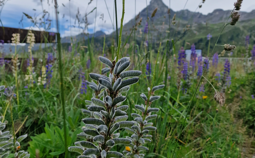 MoHo Schönauer Hof Tour Stelvio Variant 3 Livigno Field of wild lupines with mountain background under cloudy sky