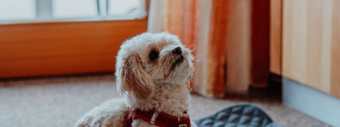 Kleiner weißer Hund mit rotem Geschirr dehnt sich auf einer Matte neben Futternäpfen