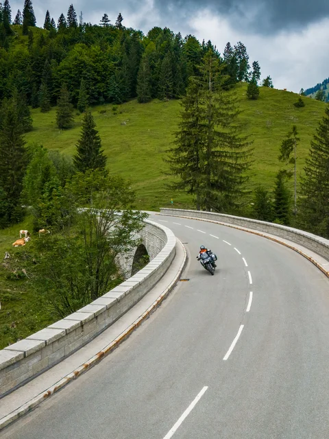 Motorcyclist on winding mountain road surrounded by trees and grazing cows