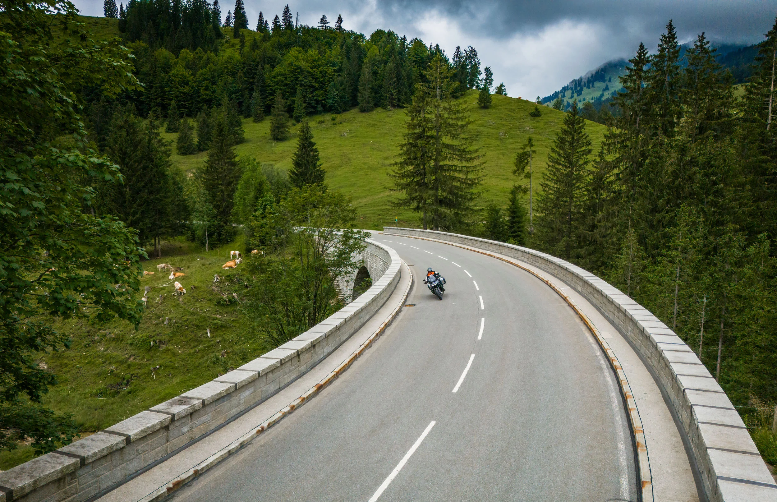Motorcyclist on winding mountain road surrounded by trees and grazing cows