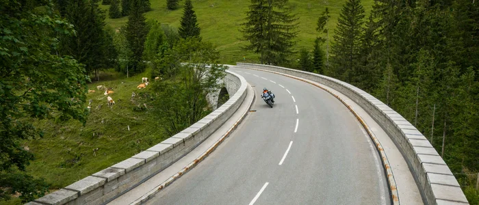 Motorcyclist on winding mountain road surrounded by trees and grazing cows