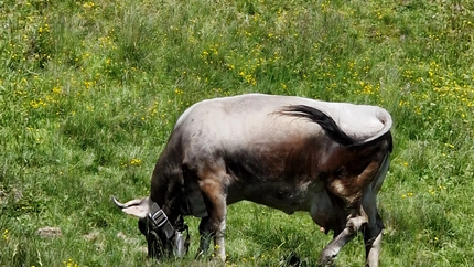 Ein braun-weißer Bulle grast auf einer Wiese mit gelben Blumen