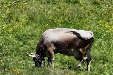 A brown and white bull grazing in a meadow with yellow flowers