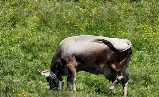 Ein braun-weißer Bulle grast auf einer Wiese mit gelben Blumen