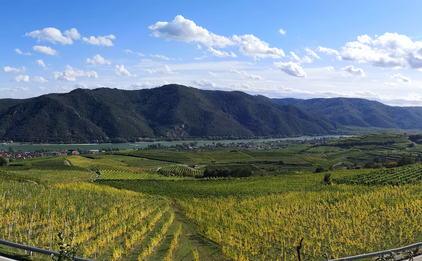 Panorama einer kurvigen Straße durch grüne Weinberge mit Bergen und Fluss im Hintergrund