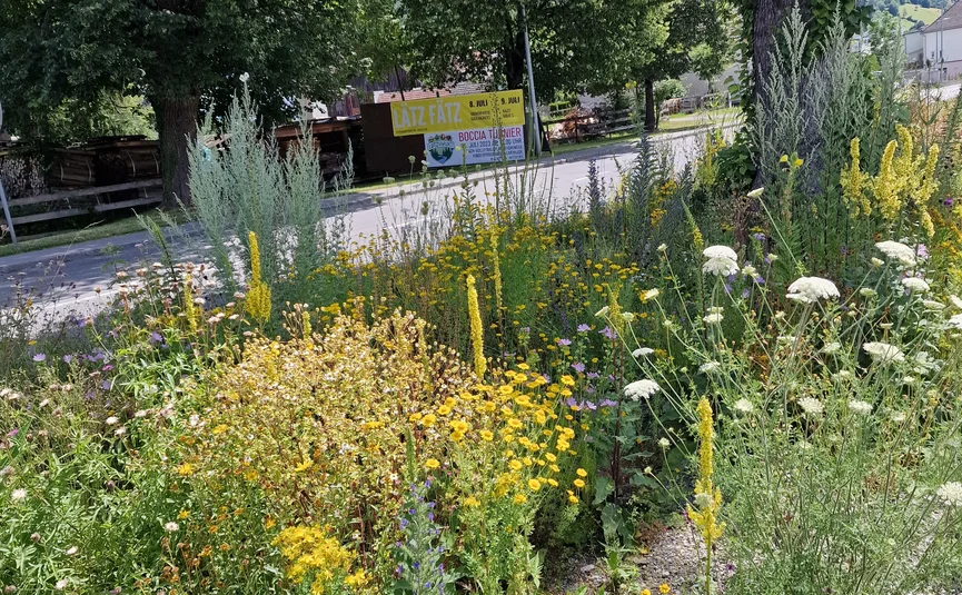 MoHo Schönauer Hof- Tour 7 Kulturtour Bunte Wildblumen und Bäume neben einer Straße an einem sonnigen Tag