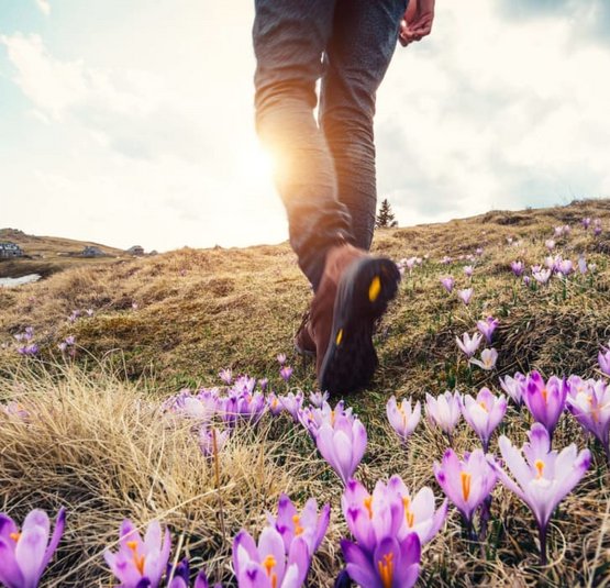 Person wandert auf einem Blumenfeld mit lila Krokussen bei Sonnenuntergang