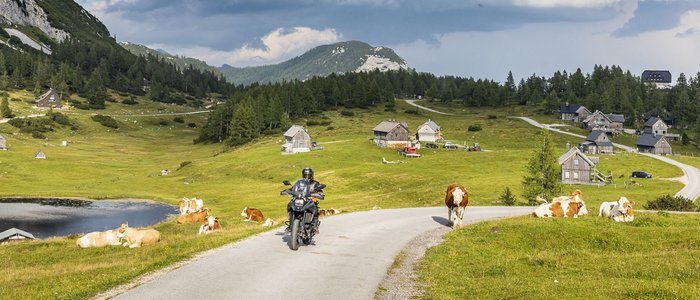 Almhotel & Genussgasthof Hierzegger ***S © Alexander Seger Motorradfahrer auf Landstraße mit Kühen und Bergen unter bewölktem Himmel