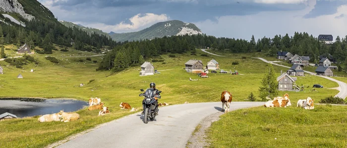 Motorcyclist on country road with cows and mountains under cloudy sky