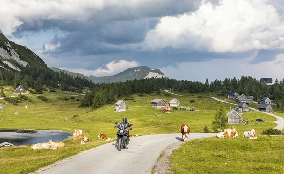 Motorradfahrer auf Landstraße mit Kühen und Bergen unter bewölktem Himmel