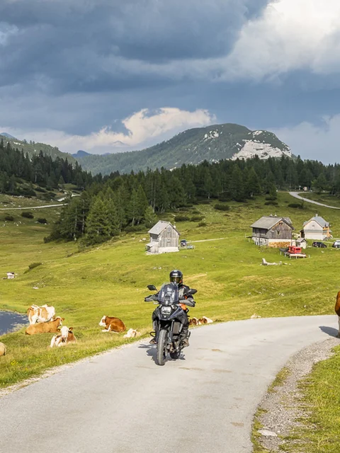 Motorcyclist on country road with cows and mountains under cloudy sky