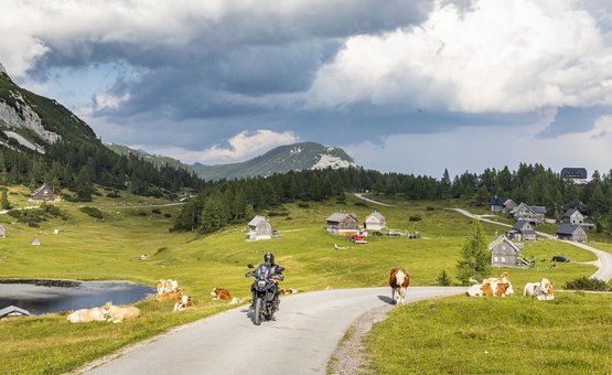 Motorradurlaub in der Obersteiermark – Ausseerland – Salzkammergut © Alexander Seger Motorradfahrer auf Landstraße mit Kühen und Bergen unter bewölktem Himmel