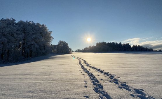 Spuren im Schnee führen zu einem mit Schnee bedeckten Wald bei Sonnenaufgang