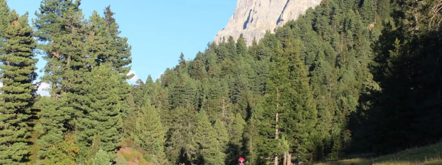 Motorcyclist riding on mountain road surrounded by pine trees and cliffs