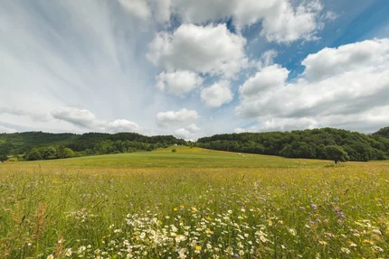 Flower meadow with hills and partly cloudy sky in the background