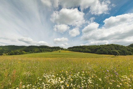 Kozjansko Curves & Posavje Roads Tour Blumenwiese mit Hügeln und bewölktem Himmel im Hintergrund