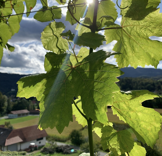 Sonnenlicht scheint durch grüne Weinblätter auf einem Weingut