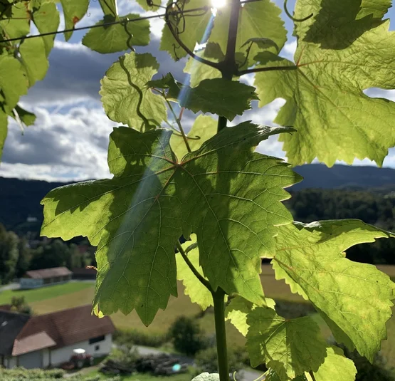 La Dolce Vita - in der steirischen Toscana Sonnenlicht scheint durch grüne Weinblätter auf einem Weingut