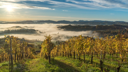Weinberge im Morgennebel mit Bergen und Sonnenaufgang