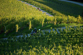 Motorradfahrer auf schmalem Weg durch grüne Weinberge bei Sonnenlicht