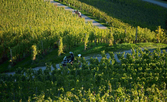 Styria Valleys & Areh Peak Tour Motorcyclist riding on a narrow path through green vineyards in sunlight