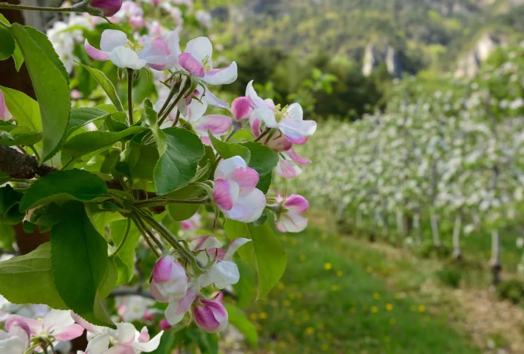 Close-up of pink and white apple blossoms on a tree in the orchard