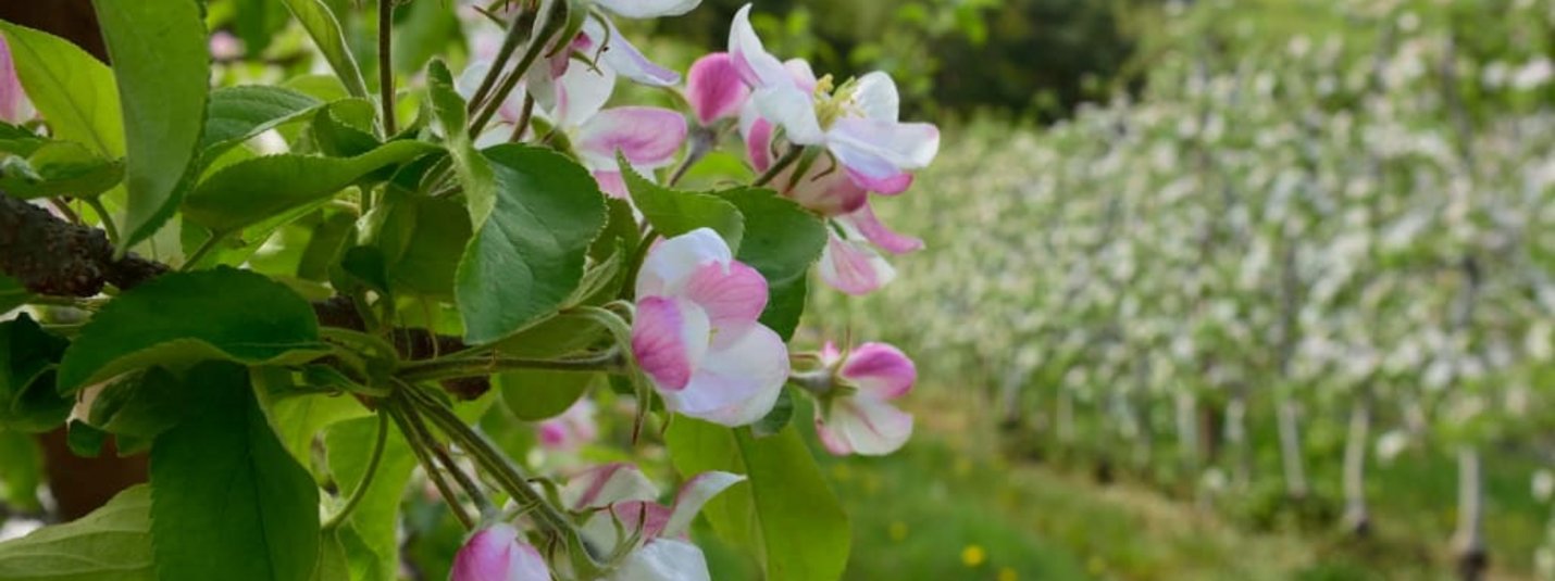 Close-up of pink and white apple blossoms on a tree in the orchard