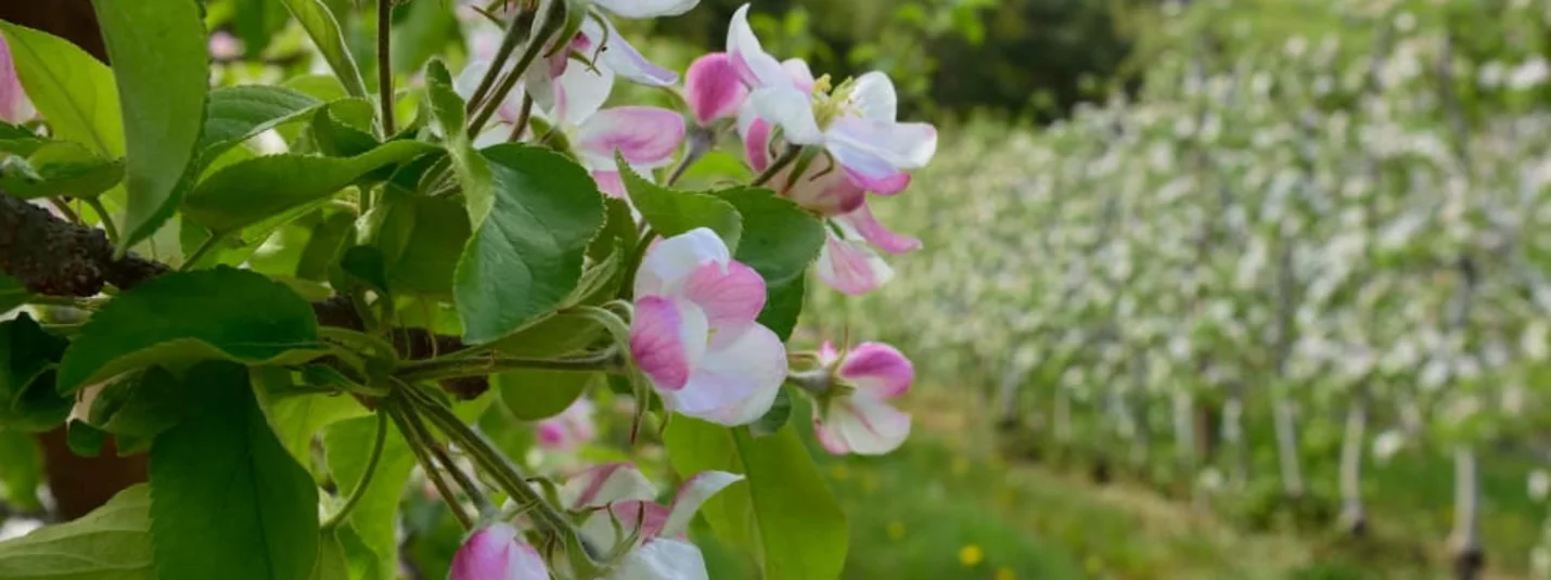 Frühlingserwachen im Süden Südtirols Close-up van roze-witte appelbloesems aan een boom in de boomgaard