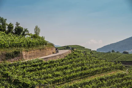 Motorcyclist on mountain road with vineyards and hills in background