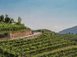 Motorradfahrer auf Bergstraße mit Weinbergen und Hügeln im Hintergrund