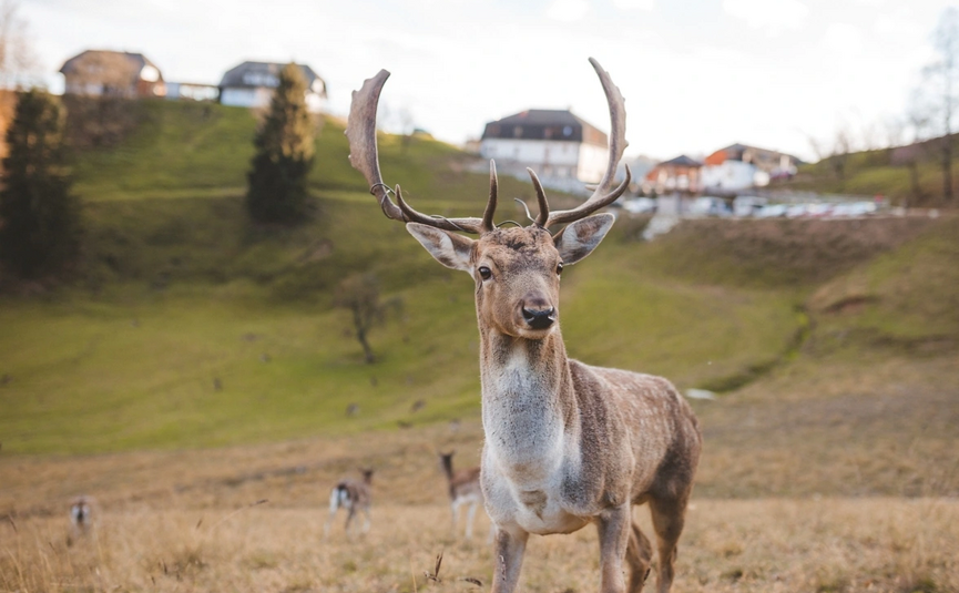 Kozjansko Curves & Posavje Roads Tour Deer with antlers standing in meadow near houses