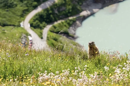 Marmot on a flowery meadow with river and hiking path in the background