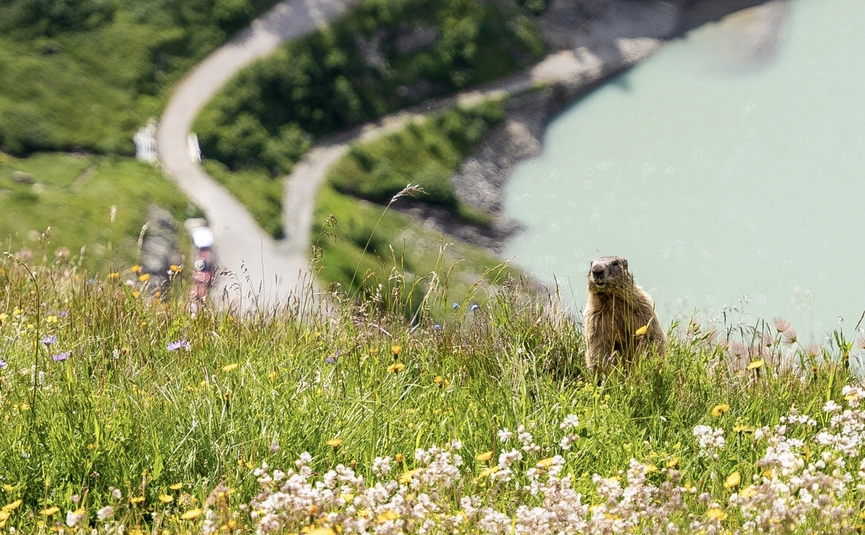 Murmeltier sitzt auf einer blumigen Wiese mit Fluss und Wanderweg im Hintergrund