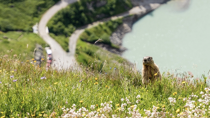 Auf den Spuren der Murmeltiere Murmeltier sitzt auf einer blumigen Wiese mit Fluss und Wanderweg im Hintergrund