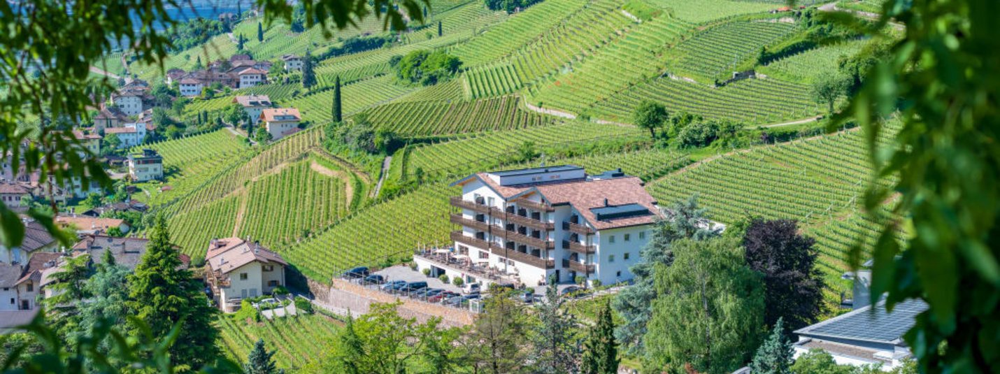 Weinberge und Gebäude an einem grünen Hügel mit Bäumen im Vordergrund