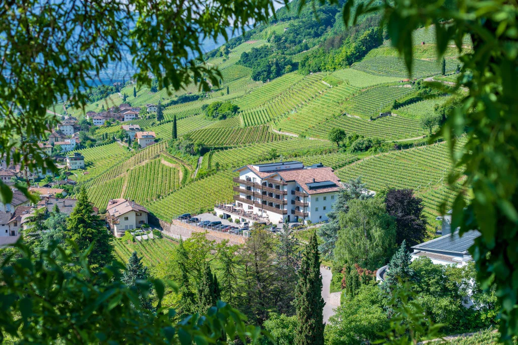 Weinberge und Gebäude an einem grünen Hügel mit Bäumen im Vordergrund