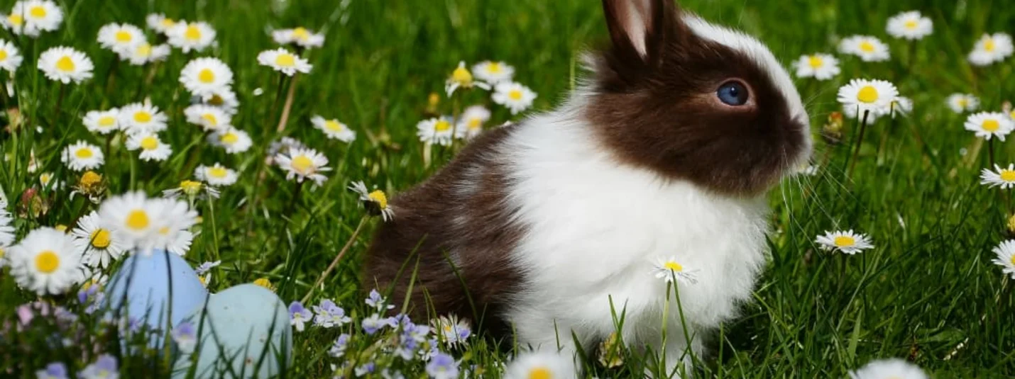 Frohe Ostertage Kleiner braun-weißer Hase sitzt auf einer Wiese mit Gänseblümchen und Ostereiern