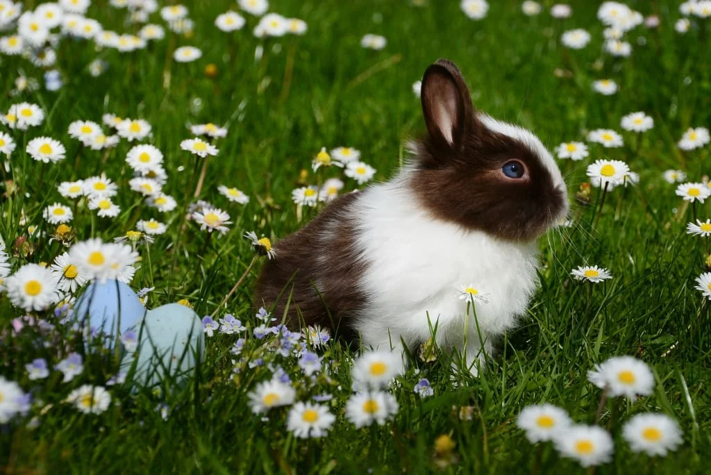 Frohe Ostertage Kleiner braun-weißer Hase sitzt auf einer Wiese mit Gänseblümchen und Ostereiern