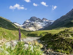 Gebirgslandschaft mit Fluss und Wildblumen unter klarem Himmel