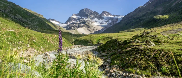 Mountain landscape with river and wildflowers under clear sky