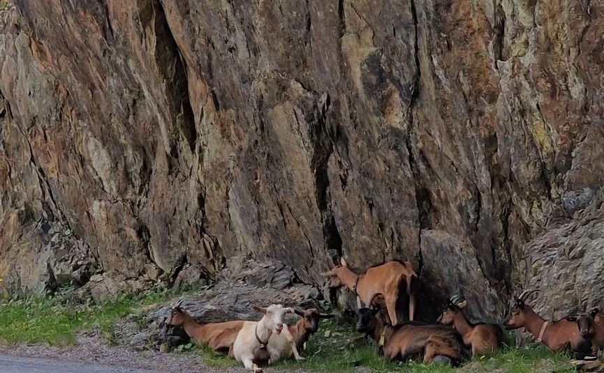Goats resting by roadside under a rocky cliff