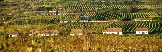 Weinberge mit kleinen Häusern in hügeliger Landschaft bei Sonnenschein