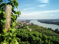 Blick auf eine Weinberglandschaft entlang eines Flusses mit Dorf und Brücke