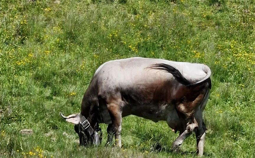 Cow grazing on green meadow with small yellow flowers