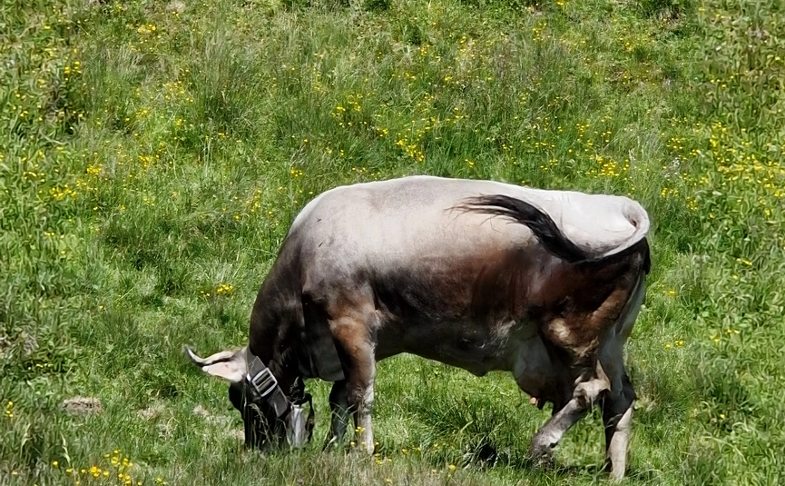 MoHo Schönauer Hof tour 11 Schwägalp Cow grazing on green meadow with small yellow flowers