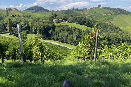 Person sitting in grass looking out over green vineyards and rolling hills under blue sky