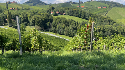 Person sitzt im Gras und blickt auf grüne Weinberge und Hügel unter blauem Himmel