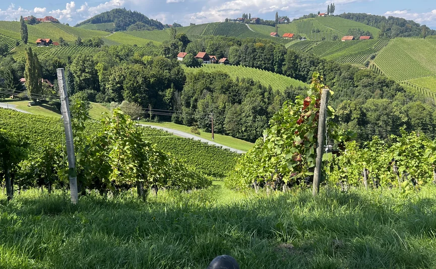 La Dolce Vita - in der steirischen Toscana Person sitzt im Gras und blickt auf grüne Weinberge und Hügel unter blauem Himmel