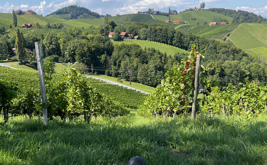 Person sitzt im Gras und blickt auf grüne Weinberge und Hügel unter blauem Himmel